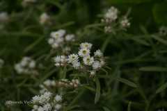 Anaphalis royleana var. concolor